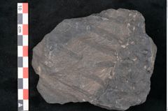 Foto (Detailansicht) von Stigmaria ficoides Brongniart (NHMW-GEO-2024-0188-11120)